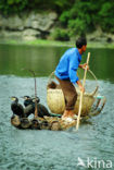 Aalscholver (Phalacrocorax carbo)