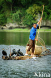 Great Cormorant (Phalacrocorax carbo)