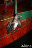 Great Cormorant (Phalacrocorax carbo)