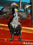 Great Cormorant (Phalacrocorax carbo)