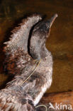 Aalscholver (Phalacrocorax carbo)