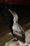 Great Cormorant (Phalacrocorax carbo)