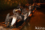 Aalscholver (Phalacrocorax carbo)