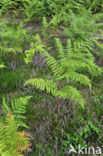 Western brackenfern (Pteridium aquilinum)