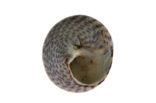 Grey Top-shell (Gibbula cineraria cineraria)