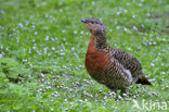 Eurasian Capercaillie (Tetrao urogallus)