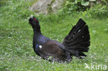 Eurasian Capercaillie (Tetrao urogallus)