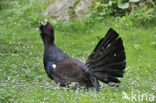 Eurasian Capercaillie (Tetrao urogallus)