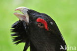 Eurasian Capercaillie (Tetrao urogallus)