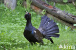 Eurasian Capercaillie (Tetrao urogallus)