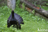 Eurasian Capercaillie (Tetrao urogallus)