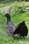 Eurasian Capercaillie (Tetrao urogallus)