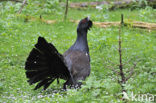 Eurasian Capercaillie (Tetrao urogallus)