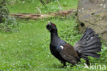 Eurasian Capercaillie (Tetrao urogallus)