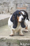 Basset hound (Canis domesticus)