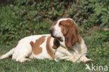 Basset hound (Canis domesticus)