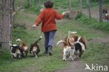 Basset hound (Canis domesticus)