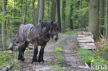 Belgian Horse (Equus spp)