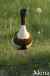 Shelduck (Tadorna tadorna)