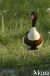 Shelduck (Tadorna tadorna)