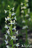 Bergnachtorchis (Platanthera chlorantha) 