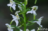 Bergnachtorchis (Platanthera chlorantha) 