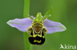 Bijenorchis (Ophrys apifera)