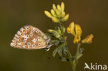 Bleek blauwtje (Polyommatus coridon)