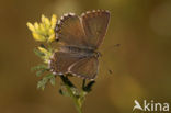 Chalk Hill Blue (Polyommatus coridon)