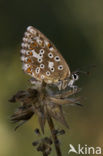 Chalk Hill Blue (Polyommatus coridon)