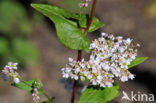 Boekweit (Fagopyrum esculentum)