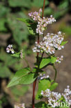 Boekweit (Fagopyrum esculentum)