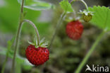 Bosaardbei (Fragaria vesca) 