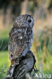 Bosuil (Strix aluco)
