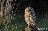 Tawny Owl (Strix aluco)