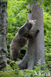 Bruine beer (Ursus arctos)