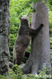 Bruine beer (Ursus arctos)