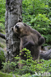 Bruine beer (Ursus arctos)