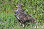 Buizerd (Buteo buteo)