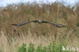 Buizerd (Buteo buteo)
