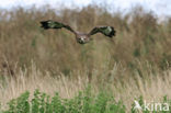 Buizerd (Buteo buteo)