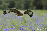 Buizerd (Buteo buteo)