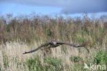 Buizerd (Buteo buteo)