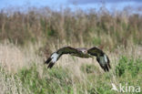 Buizerd (Buteo buteo)