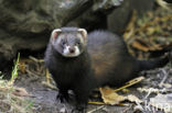 Bunzing (Mustela putorius)