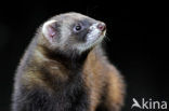 Polecat (Mustela putorius)