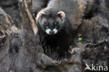 Bunzing (Mustela putorius)