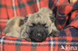 Cairn terrier (Canis domesticus)