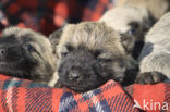 Cairn terrier (Canis domesticus)