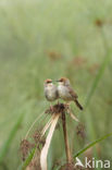 Chubbs graszanger (Cisticola chubbi)